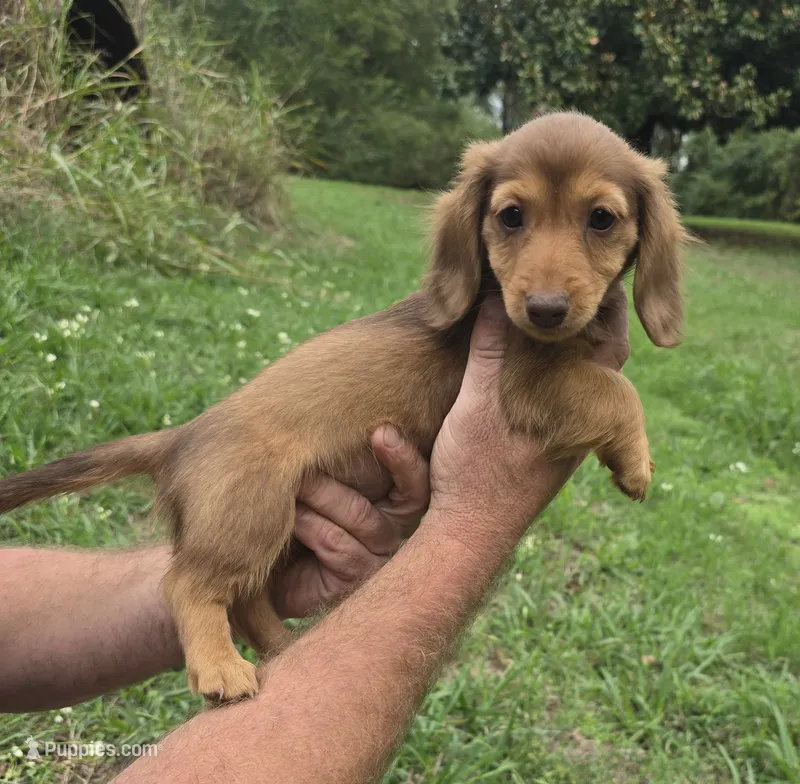 Izzy – Miniature Dachshund puppy for sale in Checotah, OK