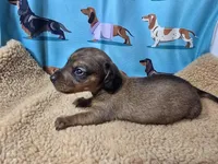 AKC Cowboy, a male Miniature Dachshund for sale in Checotah, OK – Photo 8 of 8
