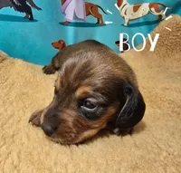 AKC Cowboy, a male Miniature Dachshund for sale in Checotah, OK – Photo 3 of 8