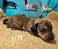 AKC Cowboy, a male Miniature Dachshund for sale in Checotah, OK – Photo 2 of 8