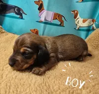 AKC Cowboy, a male Miniature Dachshund for sale in Checotah, OK – Photo 4 of 8