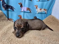 AKC Cowboy, a male Miniature Dachshund for sale in Checotah, OK – Photo 7 of 8