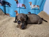 AKC Cowboy, a male Miniature Dachshund for sale in Checotah, OK – Photo 1 of 8