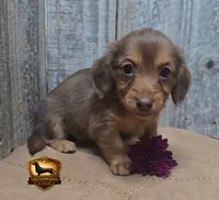 Izzy, a female Miniature Dachshund for sale in Checotah, OK – 3 of 5