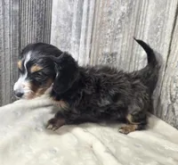 Tiny AKC LH boy, a male Miniature Dachshund for sale in Checotah, OK – 2 of 8