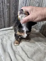 Tiny AKC LH boy, a male Miniature Dachshund for sale in Checotah, OK – 7 of 8
