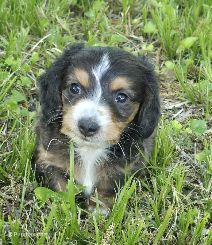 Tiny AKC LH boy – Miniature Dachshund puppy for sale in Checotah, OK