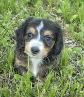 Tiny AKC LH boy, a male Miniature Dachshund for sale in Checotah, OK – 1 of 8