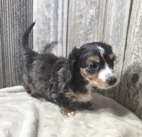 Tiny AKC LH boy, a male Miniature Dachshund for sale in Checotah, OK – 4 of 8