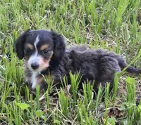 Tiny AKC LH boy, a male Miniature Dachshund for sale in Checotah, OK – 8 of 8