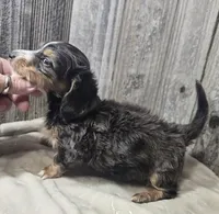 Tiny AKC LH boy, a male Miniature Dachshund for sale in Checotah, OK – 5 of 8