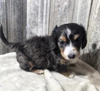 Tiny AKC LH boy, a male Miniature Dachshund for sale in Checotah, OK – 6 of 8