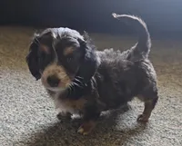 Tiny AKC LH boy, a male Miniature Dachshund for sale in Checotah, OK – 3 of 8