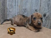 Frank, a male Miniature Dachshund for sale in Checotah, OK – 5 of 5