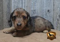 Snickers, a male Miniature Dachshund for sale in Checotah, OK – 2 of 6