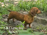 Butterfly, a female Miniature Dachshund for sale in Checotah, OK – Photo 5 of 7