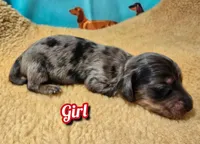 Butterfly, a female Miniature Dachshund for sale in Checotah, OK – Photo 2 of 7