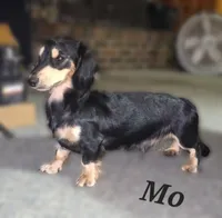 Butterfly, a female Miniature Dachshund for sale in Checotah, OK – Photo 4 of 7