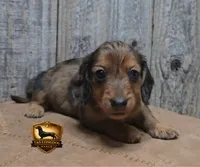 Snickers, a male Miniature Dachshund for sale in Checotah, OK – 6 of 6