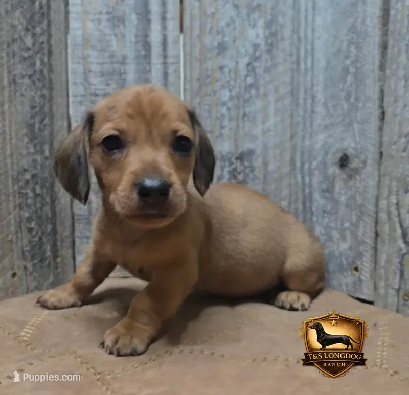 Oscar – Miniature Dachshund puppy for sale in Checotah, OK