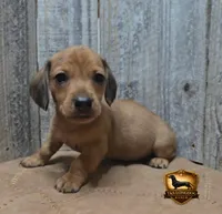 Oscar, a male Miniature Dachshund for sale in Checotah, OK – 1 of 4