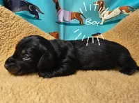 AKC Cricket, a male Miniature Dachshund for sale in Checotah, OK – Photo 2 of 6