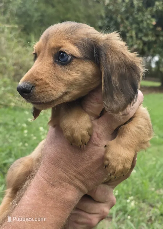 Snickers – Miniature Dachshund puppy for sale in Checotah, OK