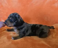 AKC Fozzy, a male Miniature Dachshund for sale in Checotah, OK – Photo 6 of 10