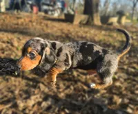 AKC Fozzy, a male Miniature Dachshund for sale in Checotah, OK – Photo 3 of 10