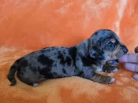 AKC Fozzy, a male Miniature Dachshund for sale in Checotah, OK – Photo 8 of 10