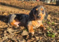 AKC Fozzy, a male Miniature Dachshund for sale in Checotah, OK – Photo 1 of 10