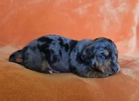 AKC Fozzy, a male Miniature Dachshund for sale in Checotah, OK – Photo 9 of 10