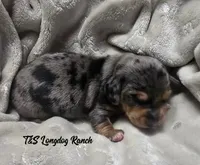 AKC Fozzy, a male Miniature Dachshund for sale in Checotah, OK – Photo 10 of 10