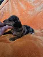 AKC Fozzy, a male Miniature Dachshund for sale in Checotah, OK – Photo 7 of 10