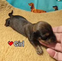 Honey Bee, a female Miniature Dachshund for sale in Checotah, OK – Photo 2 of 6