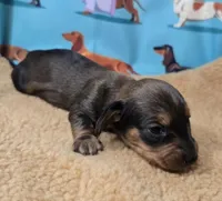 Honey Bee, a female Miniature Dachshund for sale in Checotah, OK – Photo 5 of 6