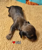 Honey Bee, a female Miniature Dachshund for sale in Checotah, OK – Photo 3 of 6