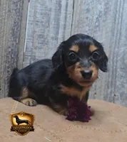 Talla, a female Miniature Dachshund for sale in Checotah, OK – 2 of 2
