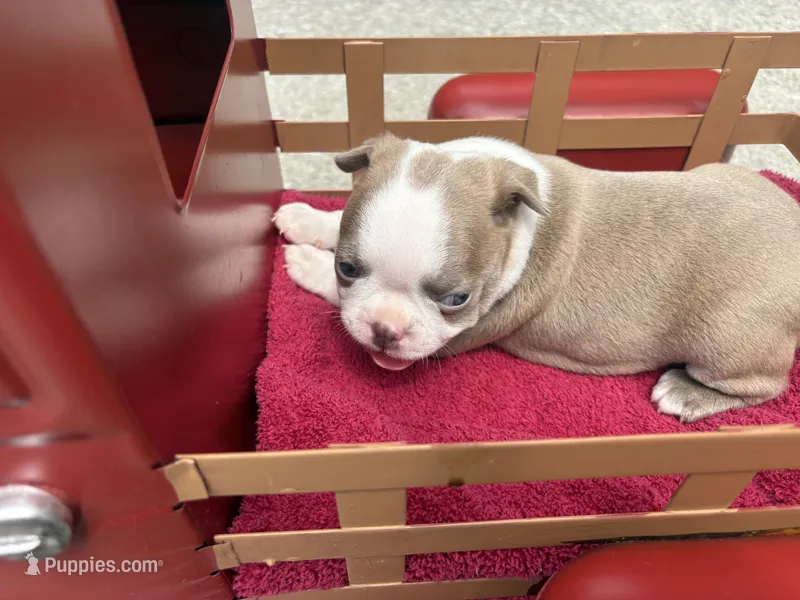 AKC Puppy 4 – Boston Terrier puppy for sale in Toccoa, GA