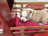 Puppy 4, a  Boston Terrier for sale in Toccoa, GA – 5 of 10