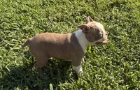 AKC Puppy 4, a male Boston Terrier for sale in Toccoa, GA – 4 of 10