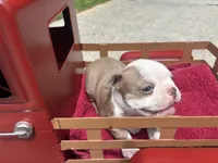 Puppy 3, a male Boston Terrier for sale in Toccoa, GA – 3 of 10