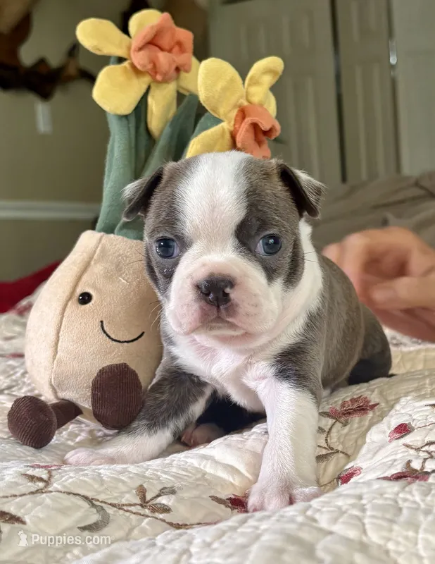 Puppy 1 – Boston Terrier puppy for sale in Toccoa, GA