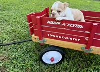 AKC Puppy 2, a male Boston Terrier for sale in Toccoa, GA – 10 of 10