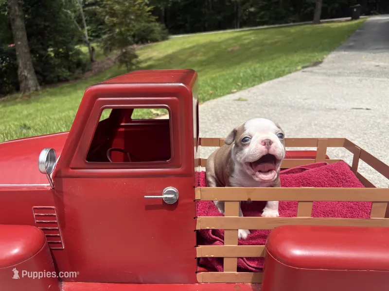 AKC Puppy 3 – Boston Terrier puppy for sale in Toccoa, GA