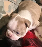Puppy 4, a  Boston Terrier for sale in Toccoa, GA – 10 of 10