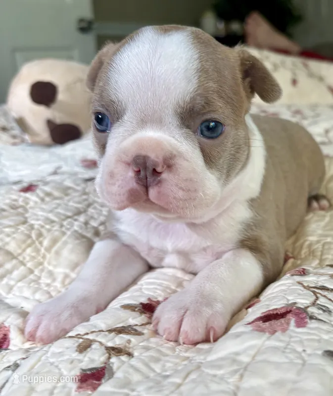 Puppy 4 – Boston Terrier puppy for sale in Toccoa, GA