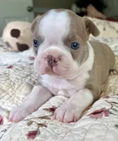 Puppy 4, a  Boston Terrier for sale in Toccoa, GA – 1 of 10