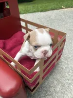 Puppy 2, a male Boston Terrier for sale in Toccoa, GA – 10 of 10