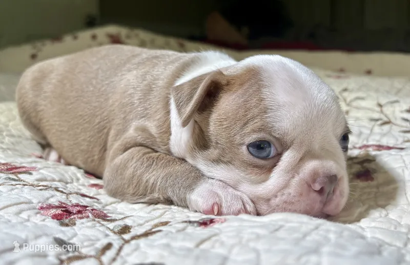 Puppy 3 – Boston Terrier puppy for sale in Toccoa, GA